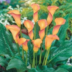Calla Lily 14/16 Pack of 3