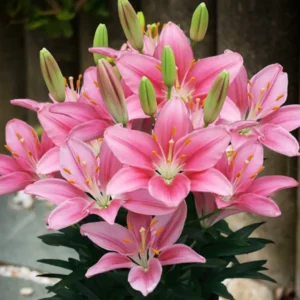 Asiatic lily 14/16