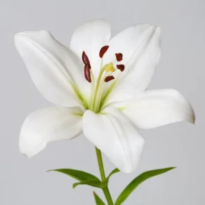 Oriental Lily 16/18