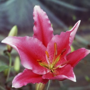 Oriental Lily 16/18