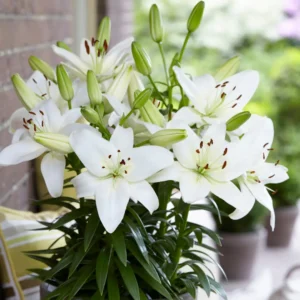 Asiatic lily 12/14 Pack of 6