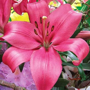 Asiatic lily 12/14