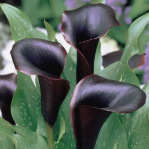 Calla Lily 14/16 Pack of 3